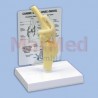 Canine knee, average size dog knee with femur, fibula, patella and tibia bones, lateral and medial meniscus, anterior and