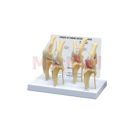 Model - psí koleno s různými fázemi onemocnění osteoartritidou