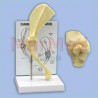 Modell Schulter eines Hundes mittlerer Größe mit Scapula, Humerus, Bizepssehne, Coracobrachialissehne, medialem und lateralem