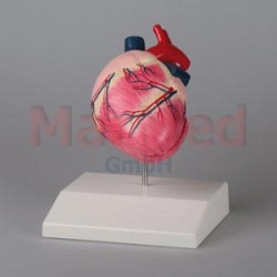 Model - srdce psa střední velikosti - lze rozložit na dvě části.