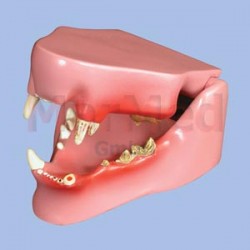 Model - čelist kočky střední velikosti se zdravými zuby na pravé straně a poškozenými zuby na levé straně