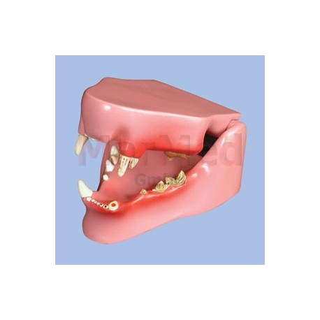 Model - čelist kočky střední velikosti se zdravými zuby na pravé straně a poškozenými zuby na levé straně