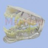 Clear canine jaw, healthy canine hinged jaw showing the roots of all teeth (incisors, canine, premolars, molars), can be