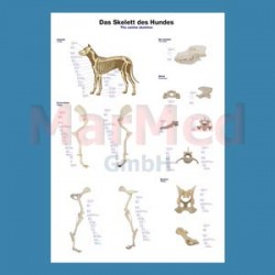 Tabule nástěnná - kostra psa, laminováno, 70 x 100 cm, se závěsem a kovovými lištami.