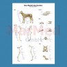 Anatomical wall chart: Canine skeleton Laminated, 70 x 100 cm, with hanger and metal mounting rods. Languages: German, Latin,