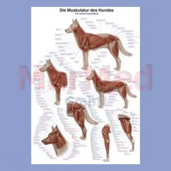 Tabule nástěnná - svalstvo psa, laminováno, 70 x 100 cm, se závěsem a kovovými lištami.