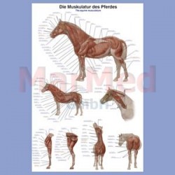 Tabule nástěnná - svalstvo koně, laminováno, 70 x 100 cm, se závěsem a kovovými lištami.