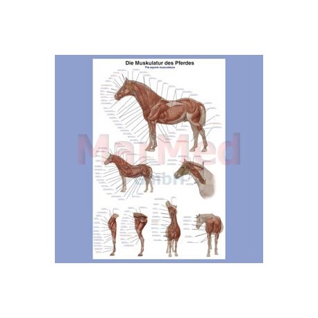 Tabule nástěnná - svalstvo koně, laminováno, 70 x 100 cm, se závěsem a kovovými lištami.